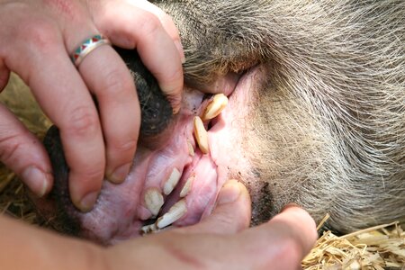 Boar care clean photo