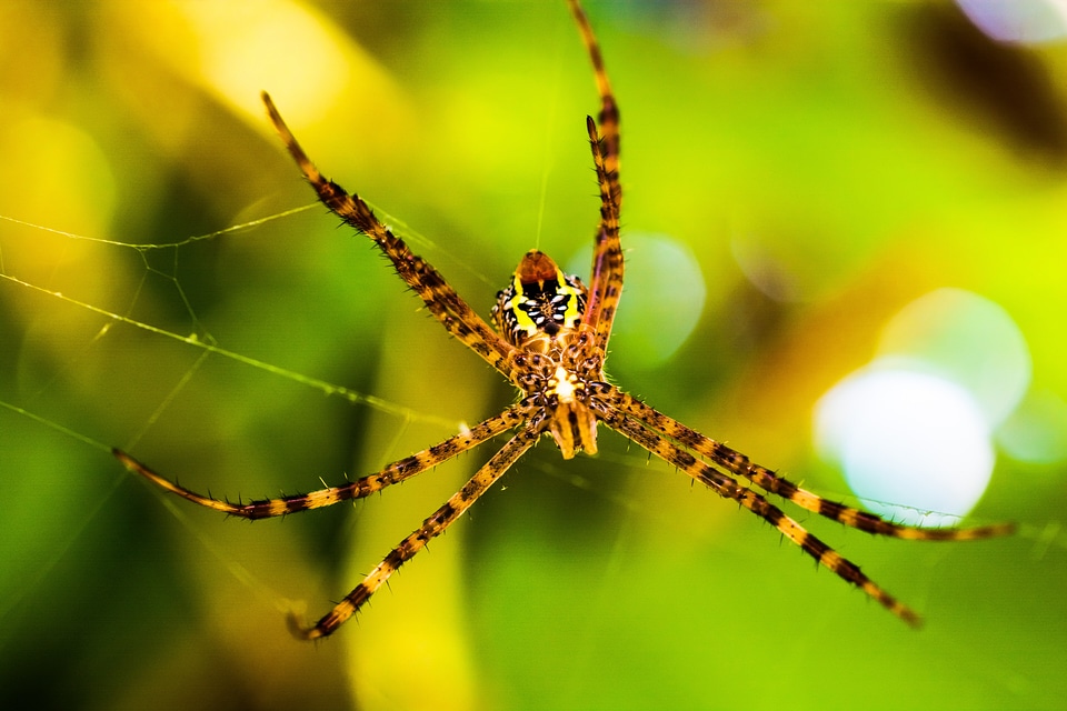 Arachnid web close up