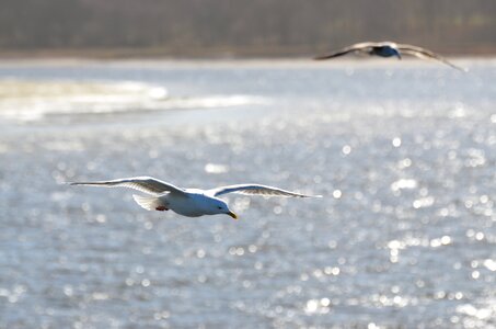 Baltic sea morning light seagulls