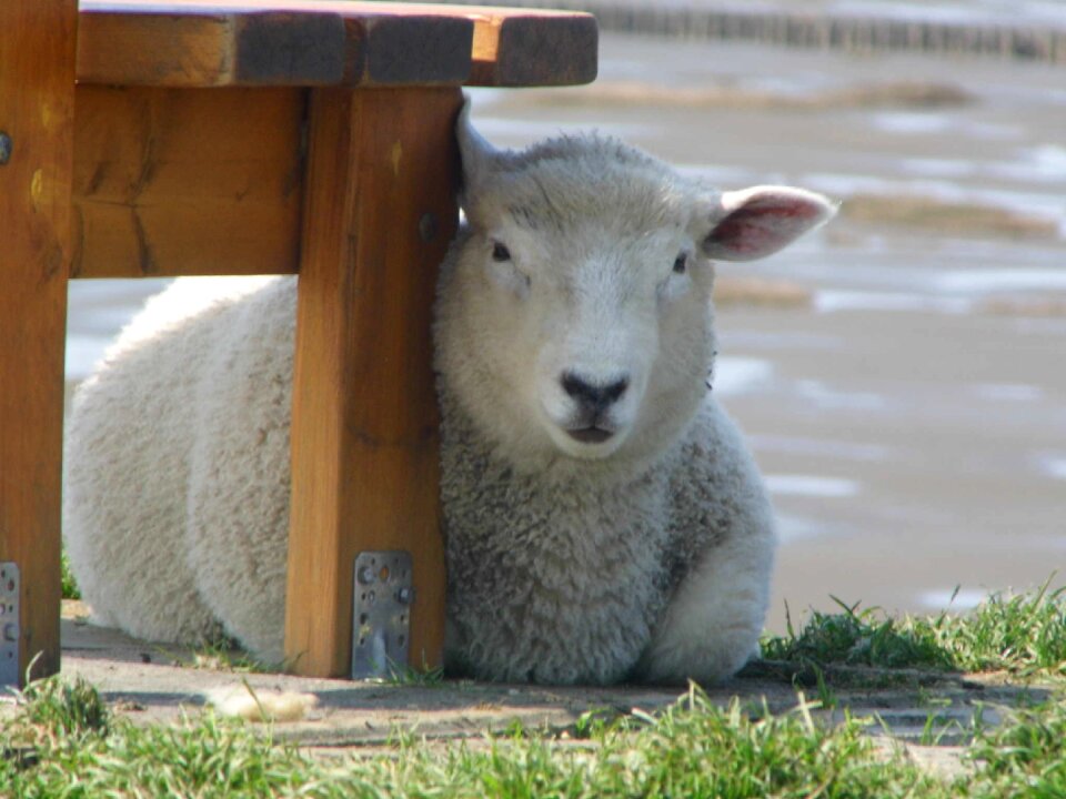 Lamb dike dithmarschen