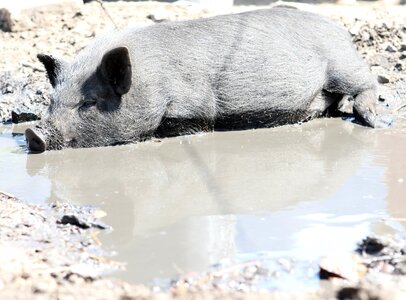 Boar clean cute photo