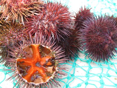Mediterranean egg sea urchin eggs