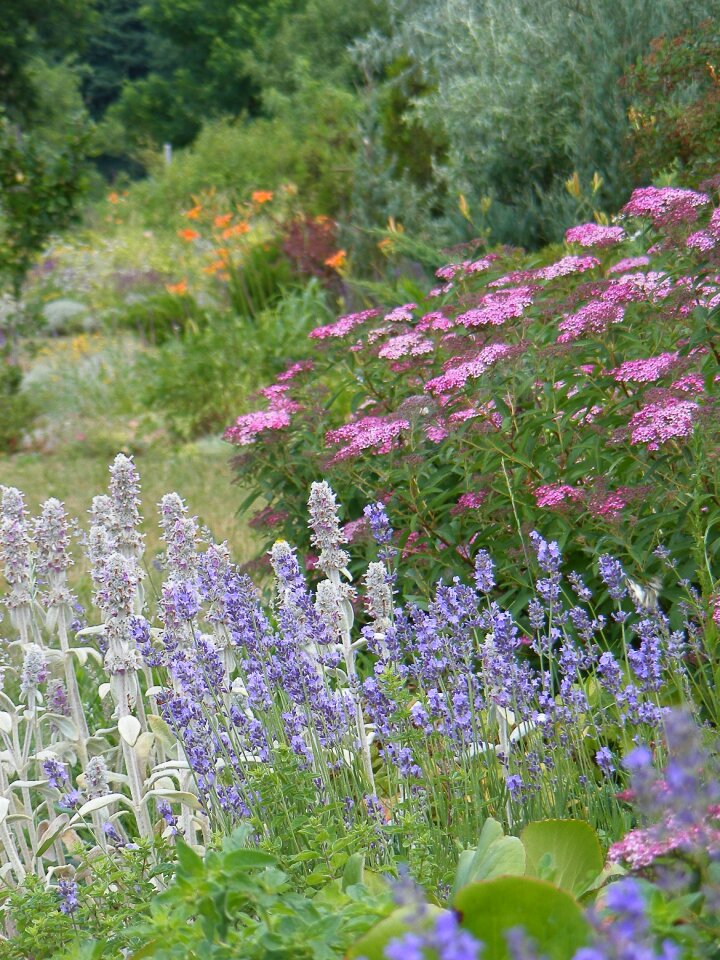Lavender bunny ear summer flowers