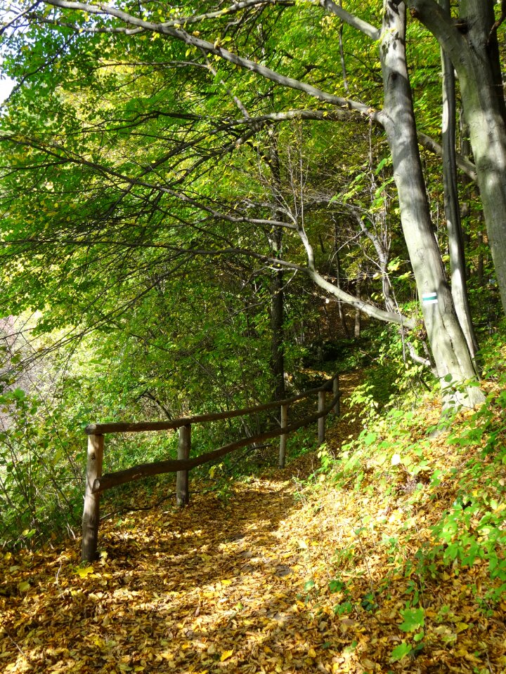 Landscape autumn tree