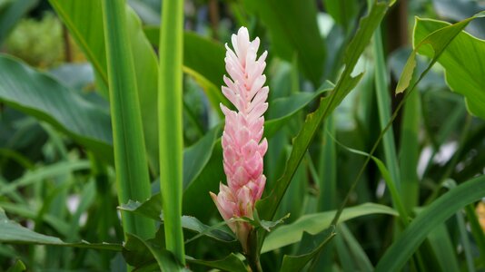 Plants flower singapore