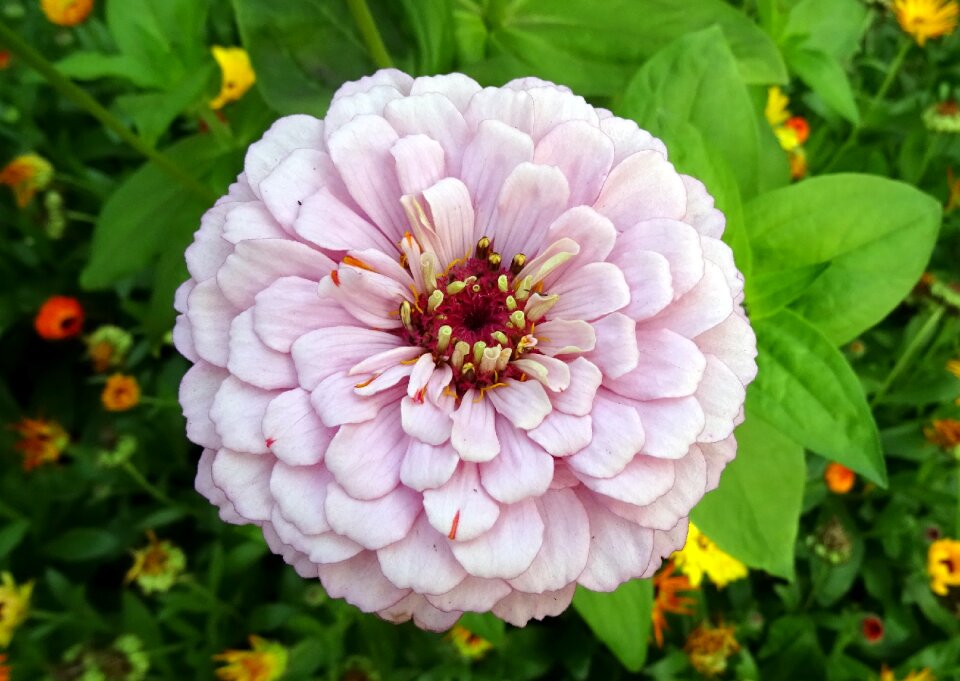 Plant garden bloom