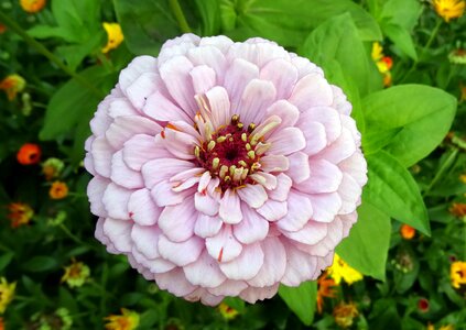 Plant garden bloom