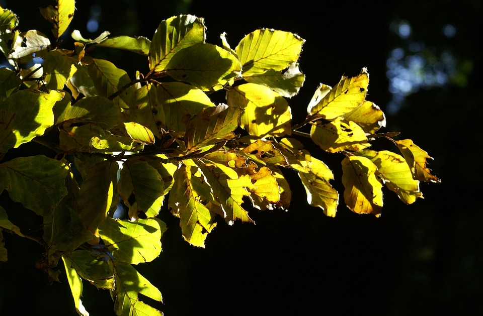Gold green backlighting