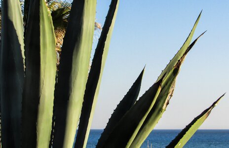 Plant cactus leaf photo