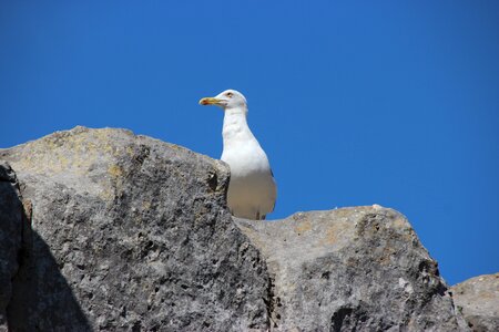 Animal beak stone