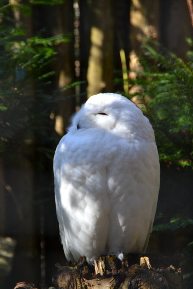 Wild animal snow nature