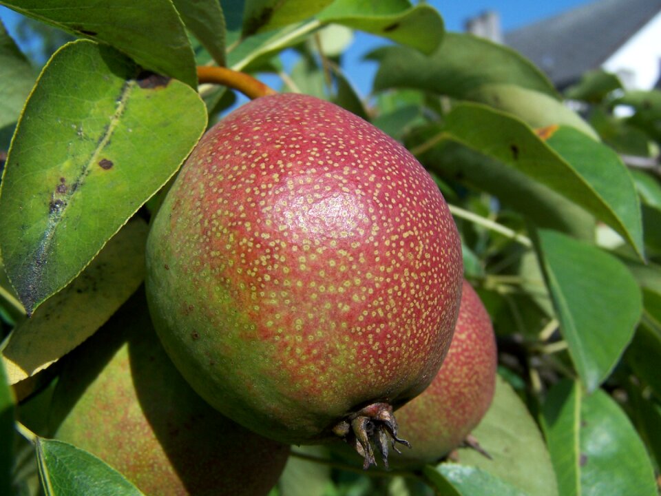Summer food fruits