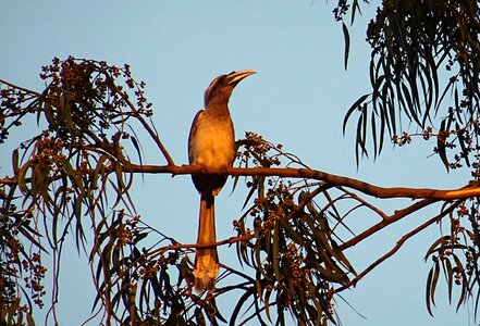Hornbill wildlife perched