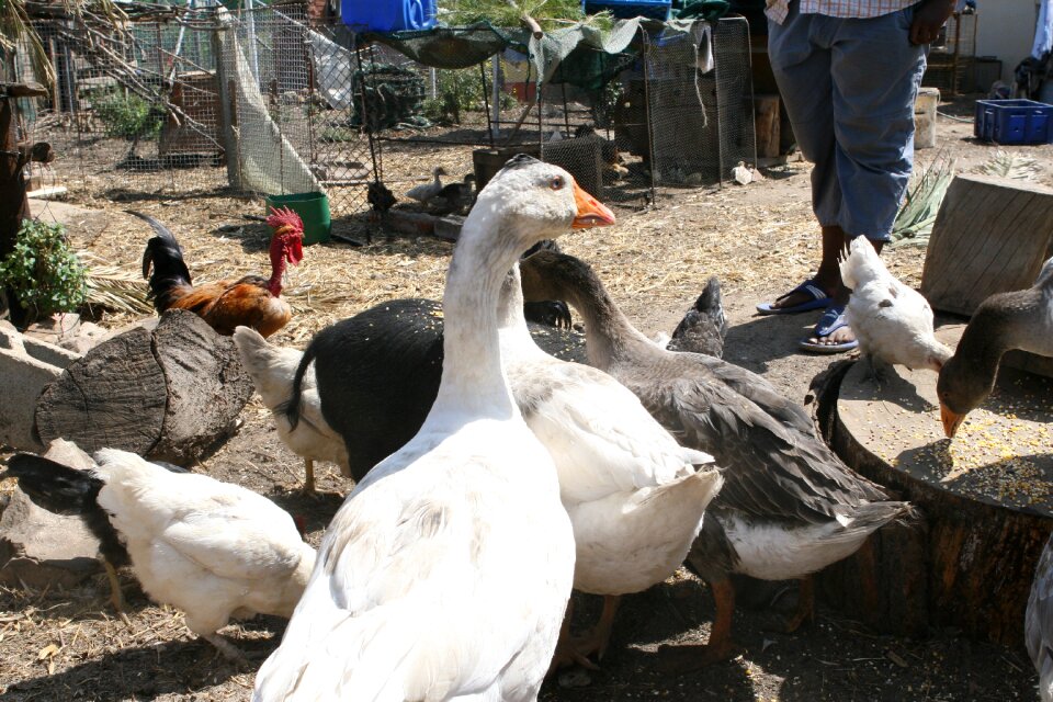 Bird boar chicken
