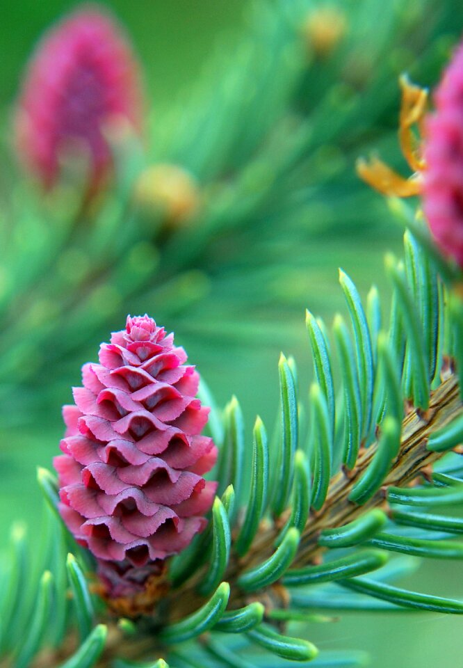 Spring pine sprouting