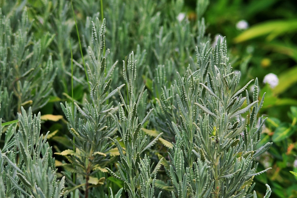 Plant natural botanical