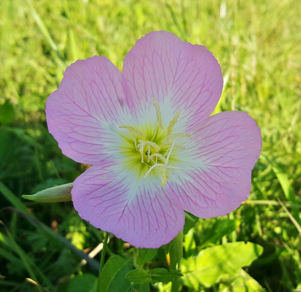 Pinkladies amapola flowers