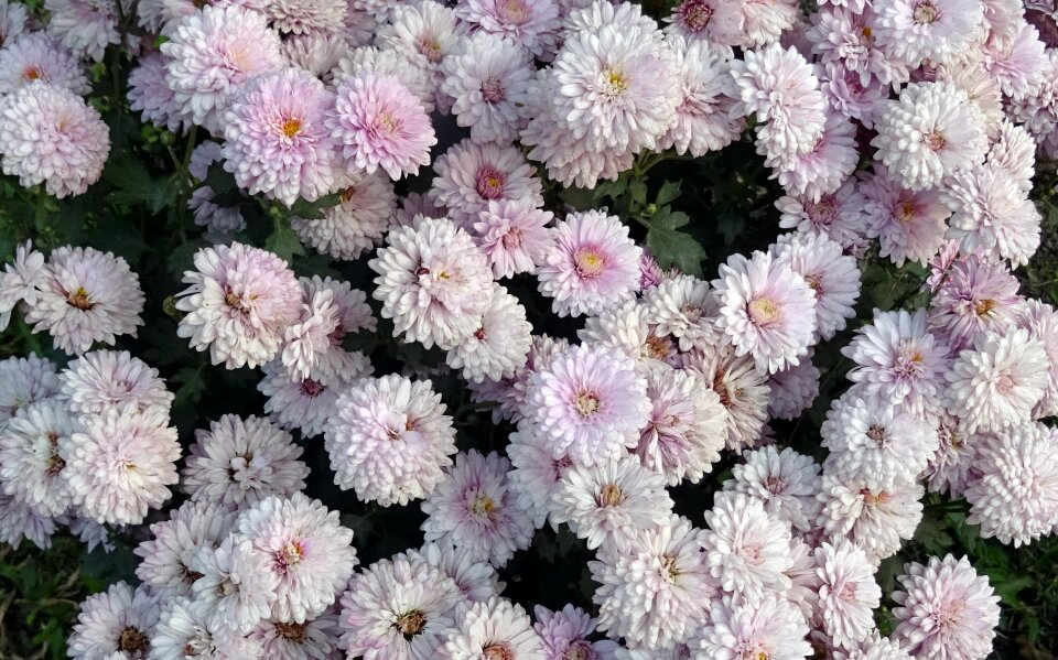 Flower flora annual