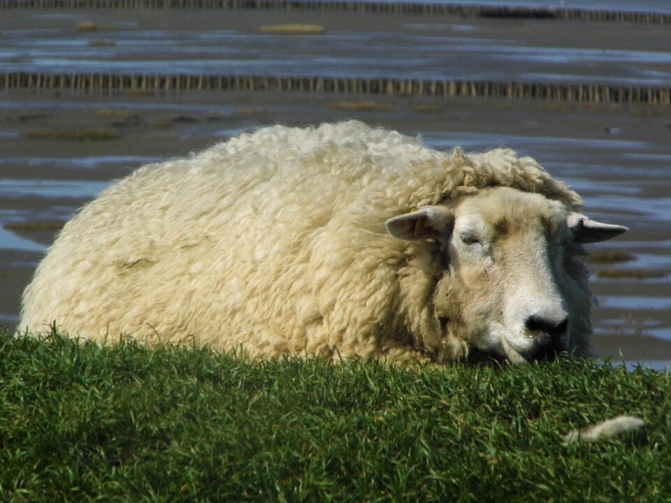 Dithmarschen sheep dike