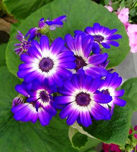 Purple garden kolkata