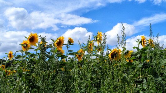Sunflower flowers nature