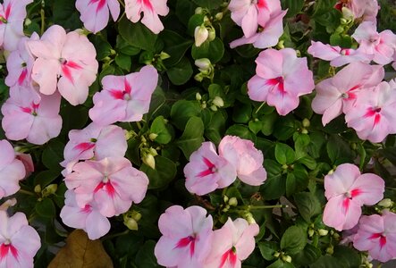 Impatiens sultanii busy lizzie balsam