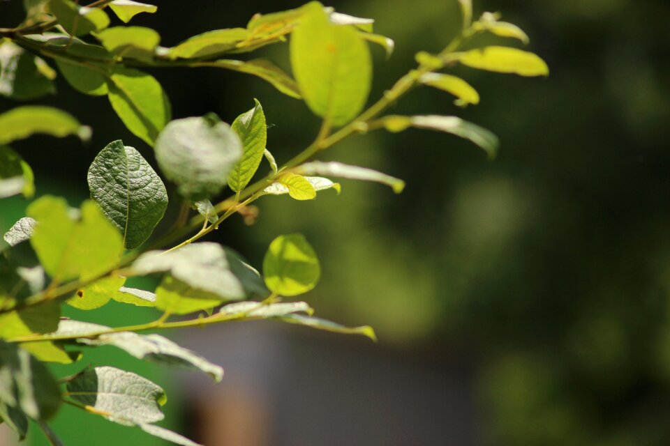 Leaves sun green