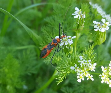 Close up arthropods entomology