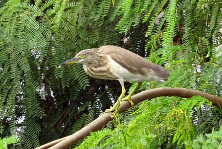 Avian wildlife ornithology photo