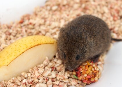 Mice nature wildlife