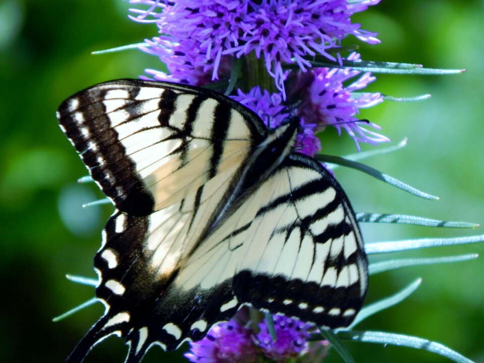 Nature summer garden