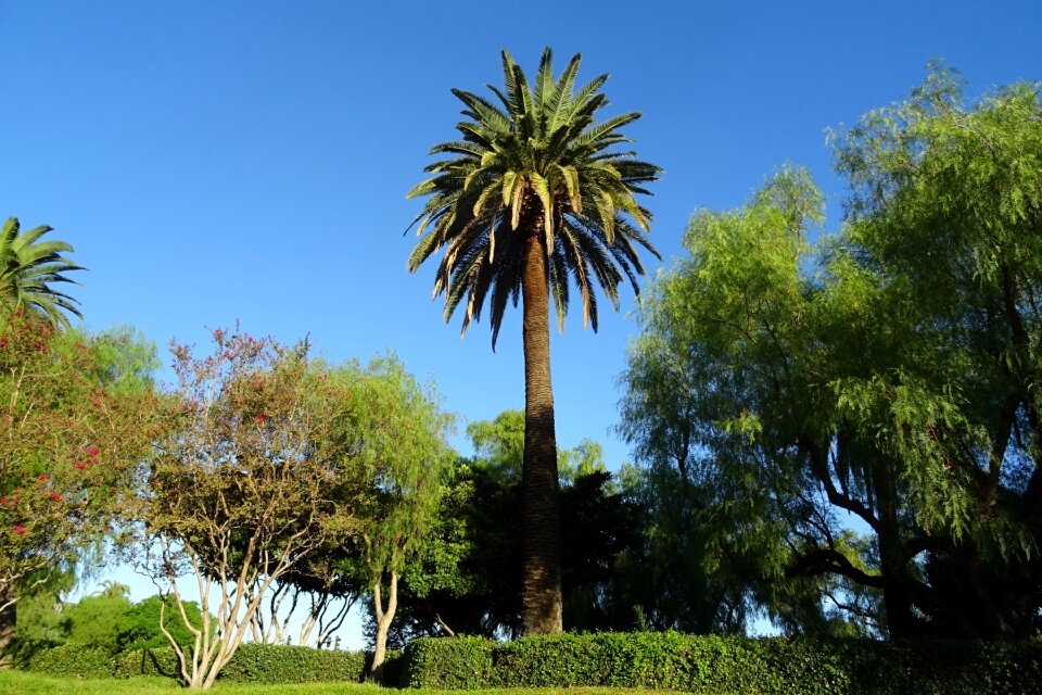 Canary island date palm flora california