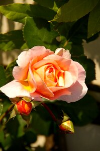 Plant rose blooms romance