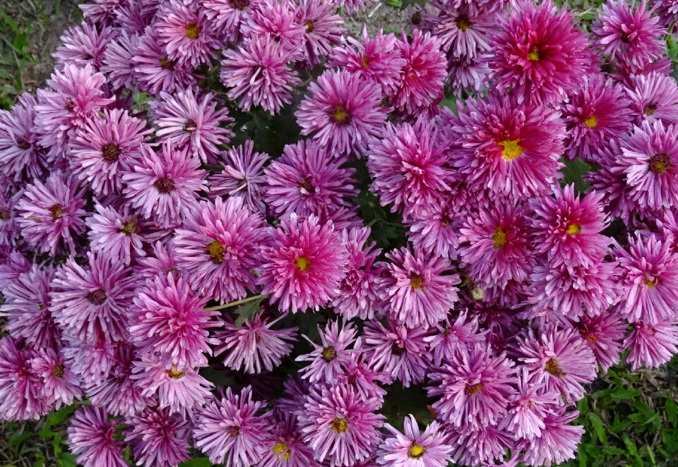 Flower flora annual