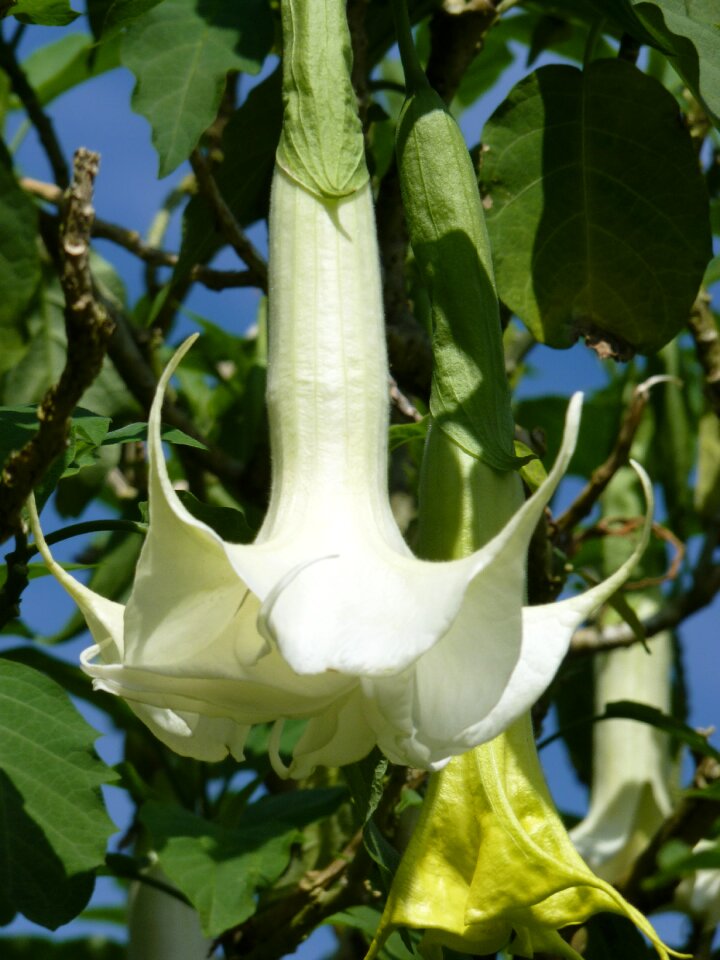 Trumpet plant sri lanka mount adams