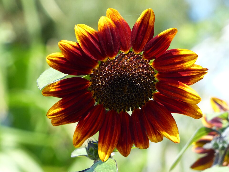 Summer flowers yellow bloom