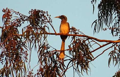 Hornbill wildlife perched