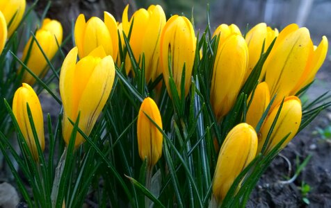 Crocus flower yellow