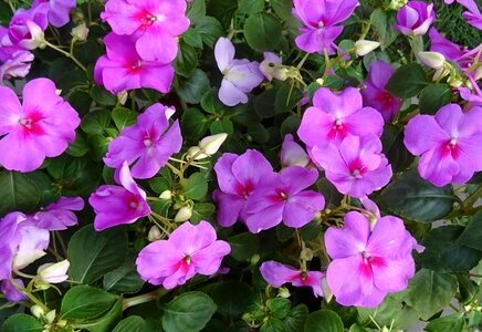 Impatiens sultanii busy lizzie balsam