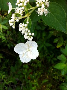 Iphone 4 wildflower wild