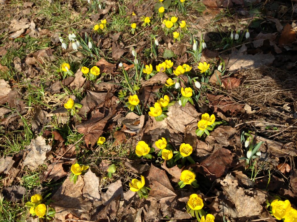 Plant sweden yellow flowers