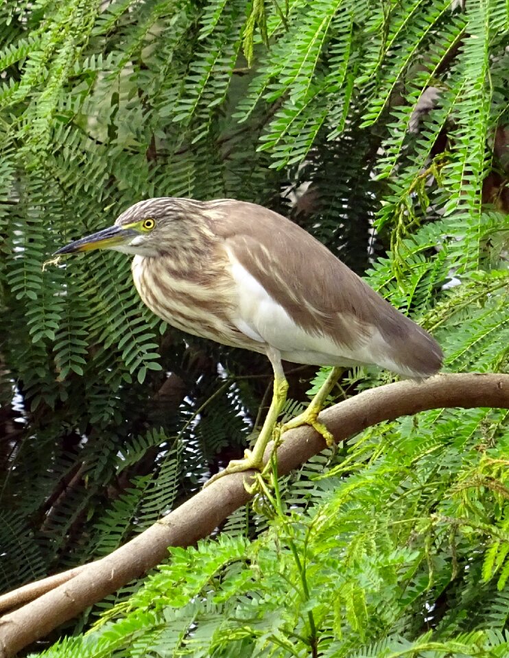 Avian wildlife ornithology