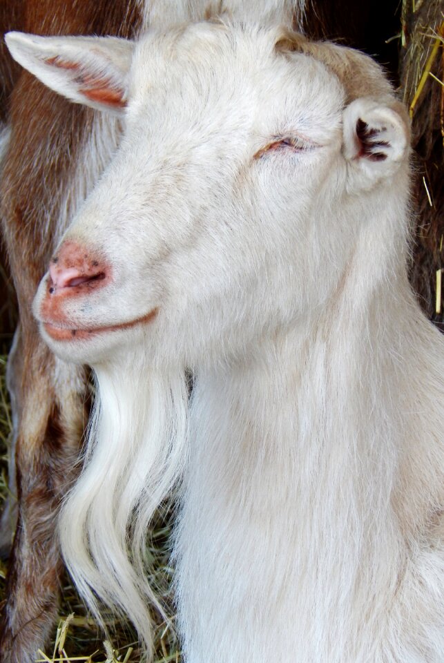 Farm mammal cute