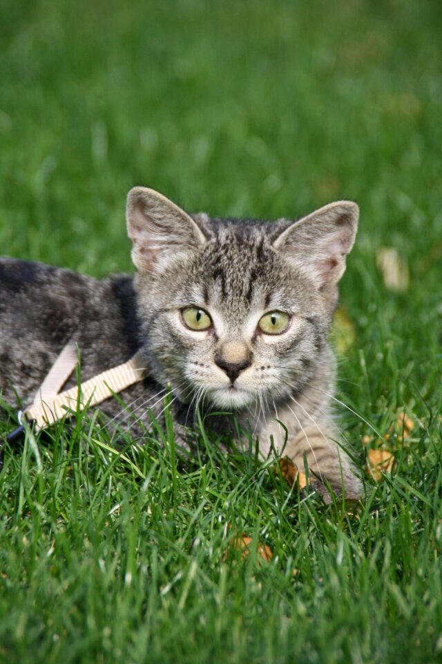Kitten freewheel leash