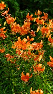 Flowers wildflower orange petal