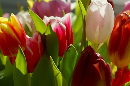 Spring colorful flowers