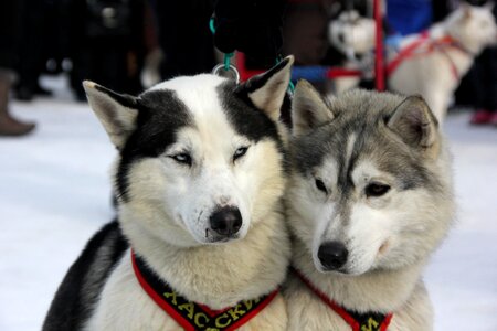Husky animal pets