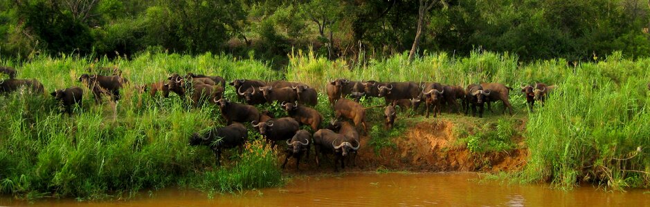 South africa safari buffalo