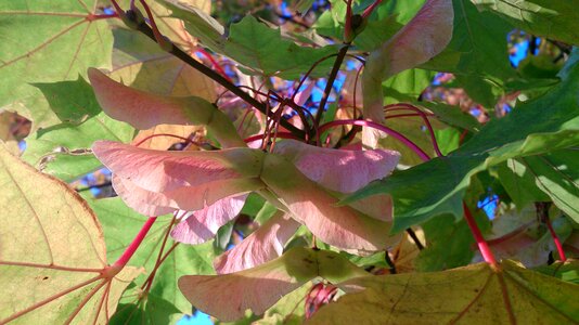 Maple autumn nose seeds