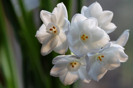 Blooming nature fragrant